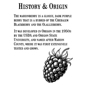 Marionberry Jam - Reserve Collection